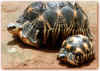 Bild Schildkr�te (29k)